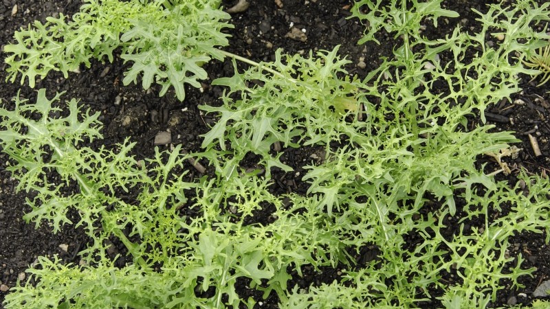 15 Mustard Green Varieties Perfect for Your Fall Garden