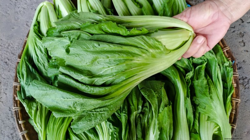 15 Mustard Green Varieties Perfect for Your Fall Garden