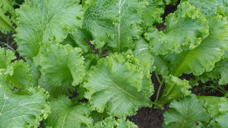 15 Mustard Green Varieties Perfect for Your Fall Garden