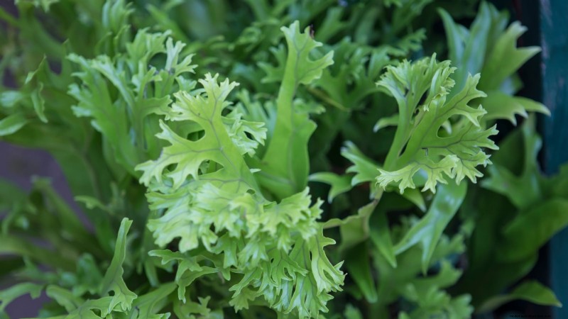 15 Mustard Green Varieties Perfect for Your Fall Garden