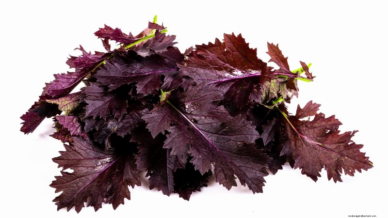 15 Mustard Green Varieties Perfect for Your Fall Garden