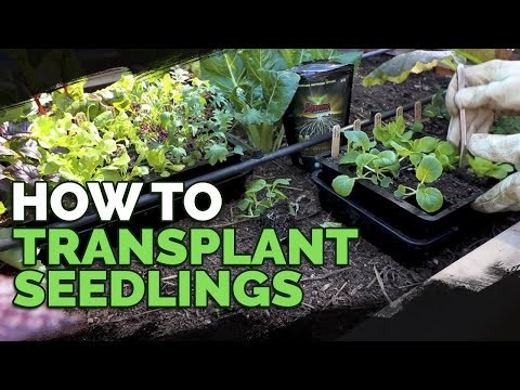 15 Vibrant, Kid‑Friendly Crops to Grow, Harvest, and Enjoy