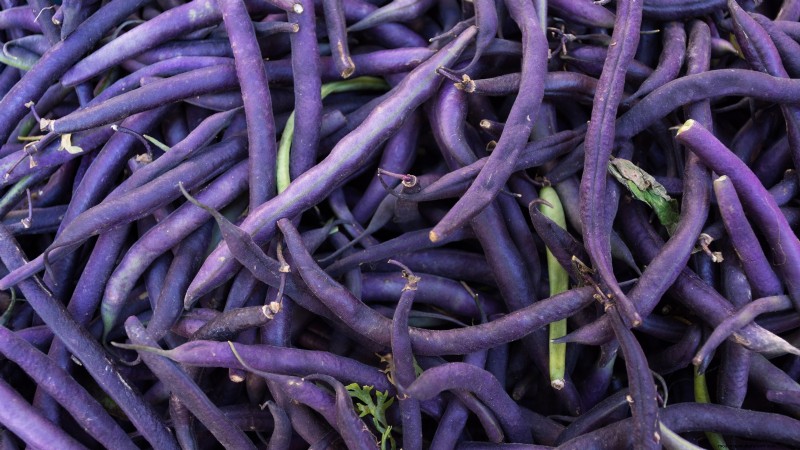 15 Vibrant, Kid‑Friendly Crops to Grow, Harvest, and Enjoy