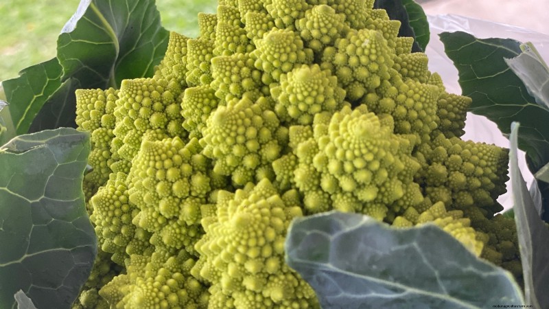 15 Vibrant, Kid‑Friendly Crops to Grow, Harvest, and Enjoy