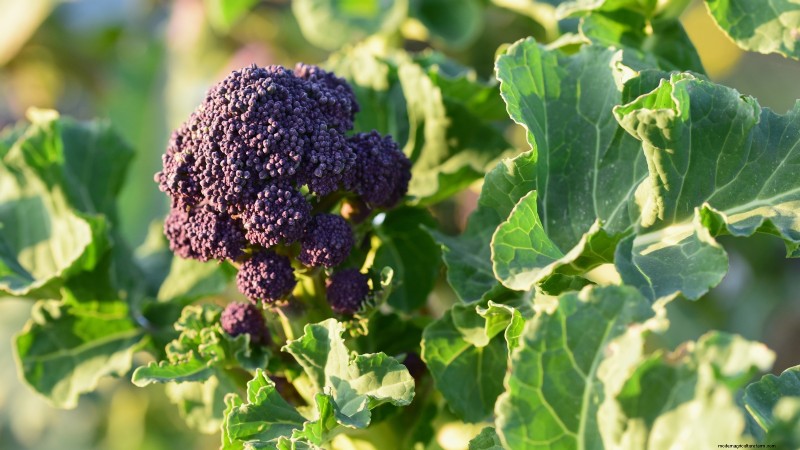 15 Vibrant, Kid‑Friendly Crops to Grow, Harvest, and Enjoy