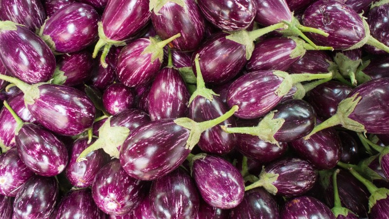15 Vibrant, Kid‑Friendly Crops to Grow, Harvest, and Enjoy