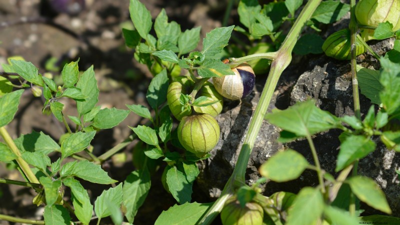 15 Vibrant, Kid‑Friendly Crops to Grow, Harvest, and Enjoy