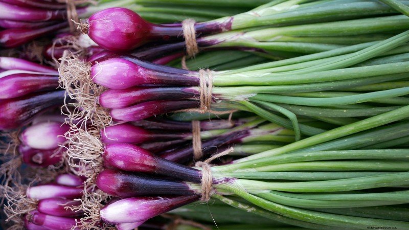 15 Vibrant, Kid‑Friendly Crops to Grow, Harvest, and Enjoy
