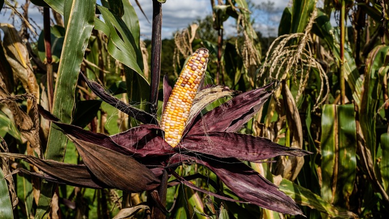 15 Vibrant, Kid‑Friendly Crops to Grow, Harvest, and Enjoy