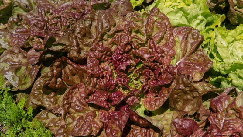 15 Vibrant, Kid‑Friendly Crops to Grow, Harvest, and Enjoy