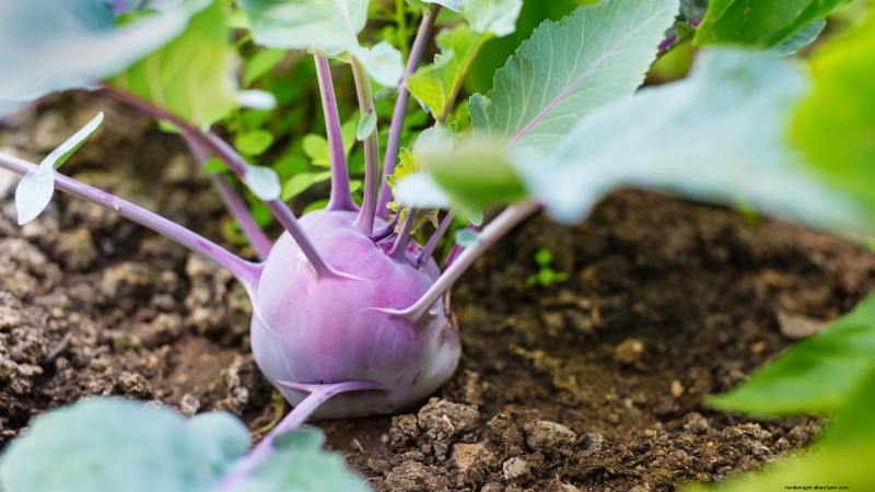 15 Vibrant, Kid‑Friendly Crops to Grow, Harvest, and Enjoy