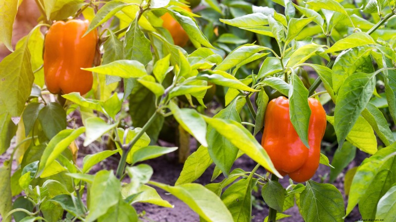 15 Vibrant, Kid‑Friendly Crops to Grow, Harvest, and Enjoy
