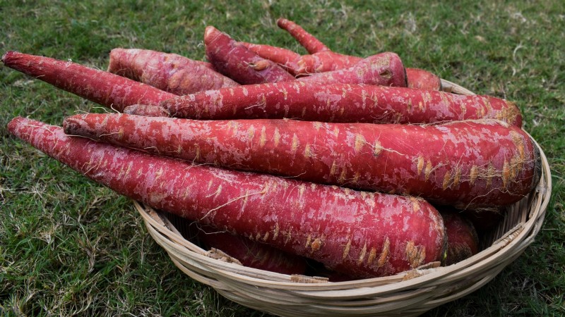 15 Vibrant, Kid‑Friendly Crops to Grow, Harvest, and Enjoy