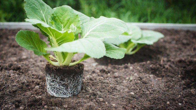 How to Grow and Care for Merlot Chinese Cabbage – A Complete Guide