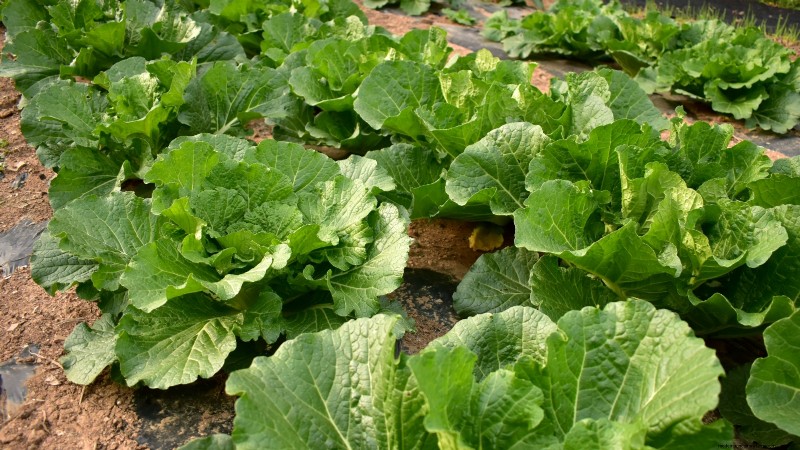 How to Grow and Care for Merlot Chinese Cabbage – A Complete Guide