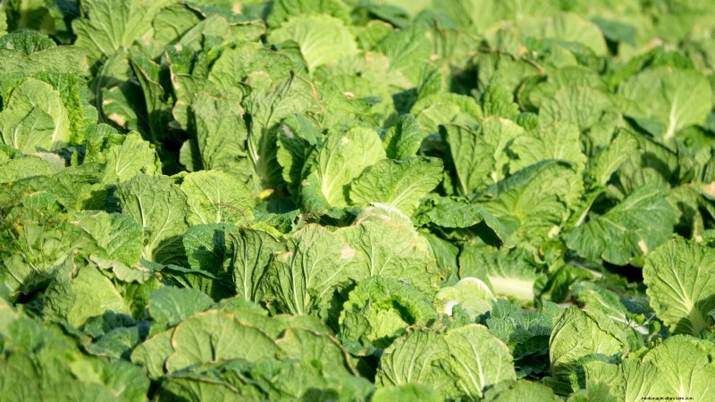 How to Grow and Care for Merlot Chinese Cabbage – A Complete Guide