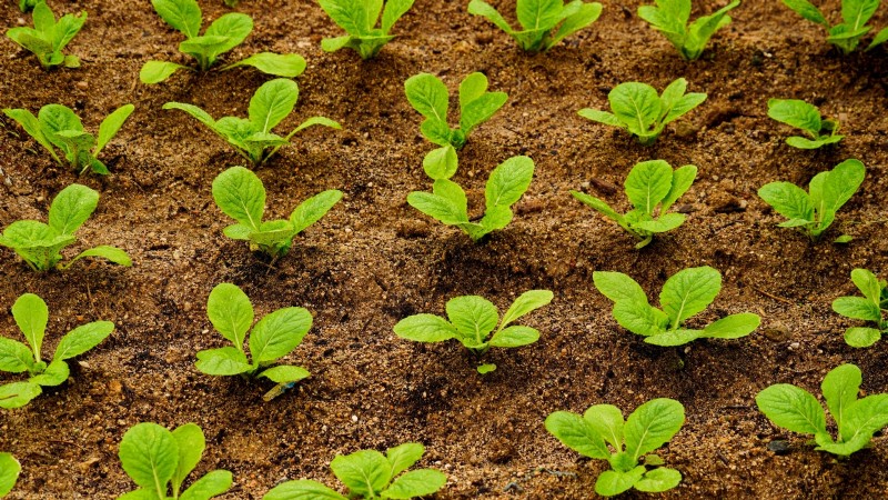 How to Grow and Care for Merlot Chinese Cabbage – A Complete Guide