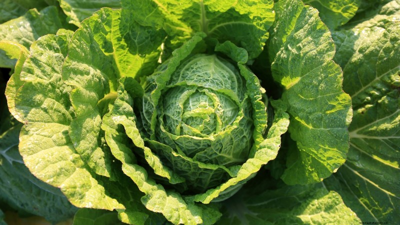 How to Grow and Care for Merlot Chinese Cabbage – A Complete Guide