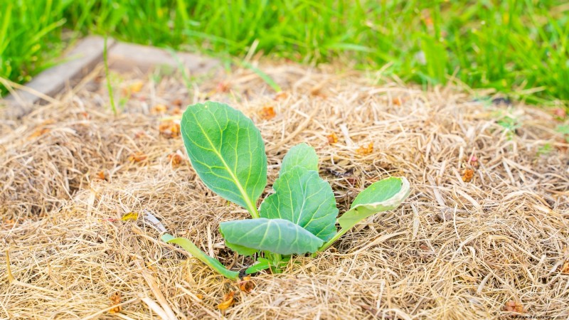 How to Grow and Care for Merlot Chinese Cabbage – A Complete Guide
