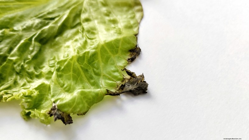 How to Grow and Care for Merlot Chinese Cabbage – A Complete Guide
