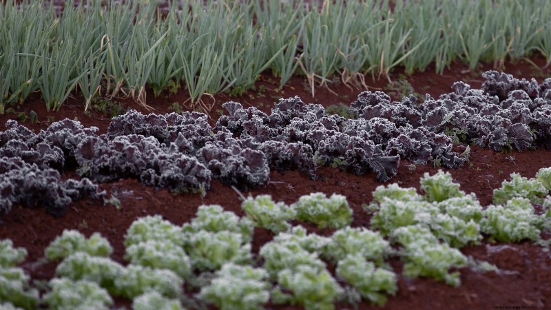 How to Overwinter Parsnips in 5 Simple Steps