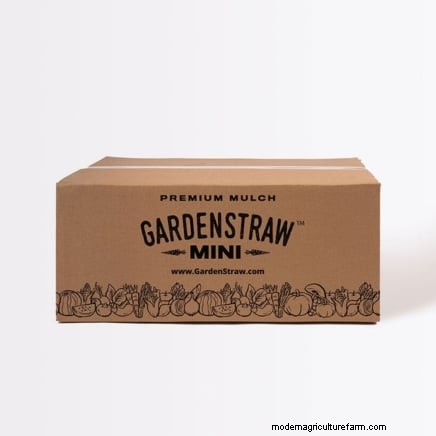 How to Overwinter Parsnips in 5 Simple Steps