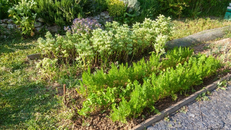 How to Overwinter Parsnips in 5 Simple Steps