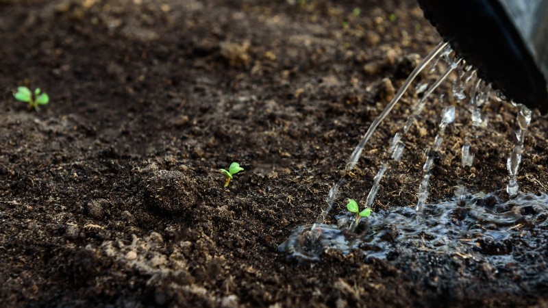 How to Overwinter Parsnips in 5 Simple Steps