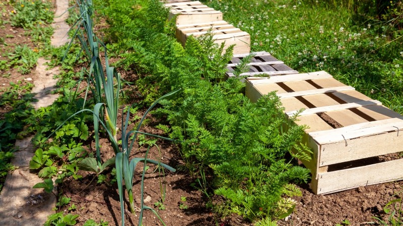 How to Overwinter Parsnips in 5 Simple Steps