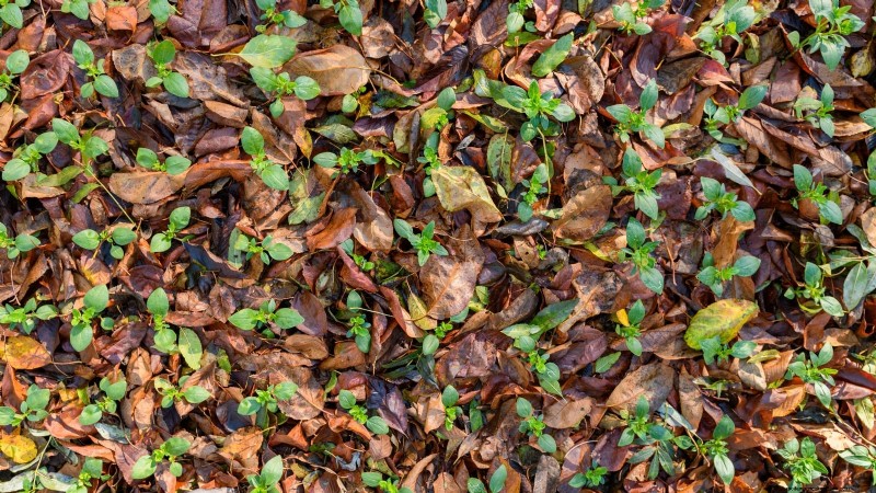 How to Overwinter Parsnips in 5 Simple Steps
