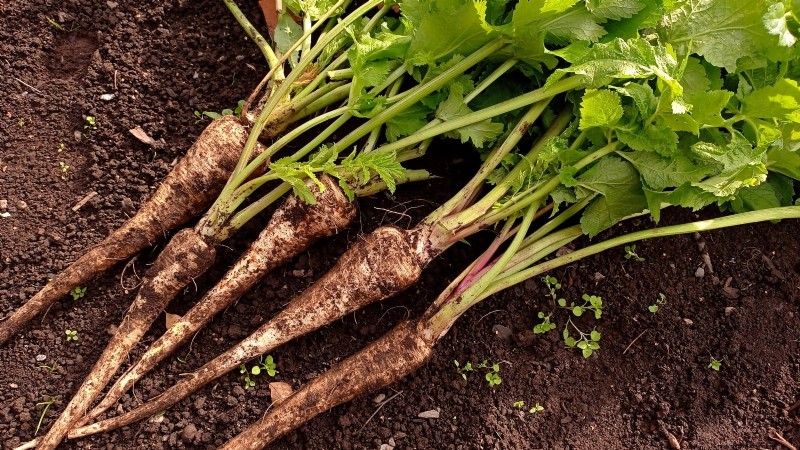 How to Overwinter Parsnips in 5 Simple Steps