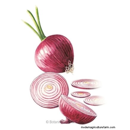 Harvesting Homegrown Onions: Timing, Techniques, and Storage Tips