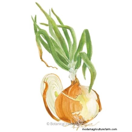 Harvesting Homegrown Onions: Timing, Techniques, and Storage Tips