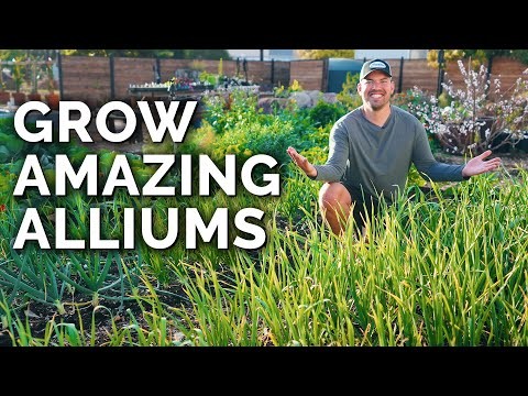 Harvesting Homegrown Onions: Timing, Techniques, and Storage Tips