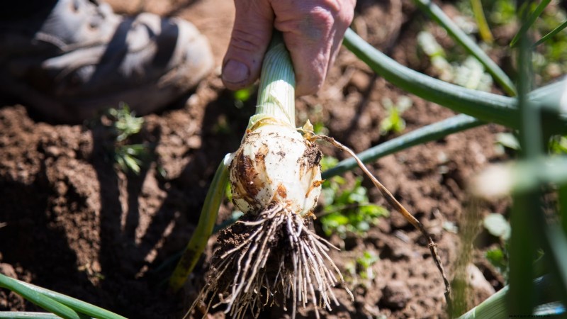 Harvesting Homegrown Onions: Timing, Techniques, and Storage Tips
