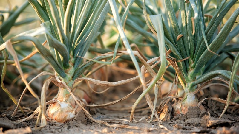 Harvesting Homegrown Onions: Timing, Techniques, and Storage Tips