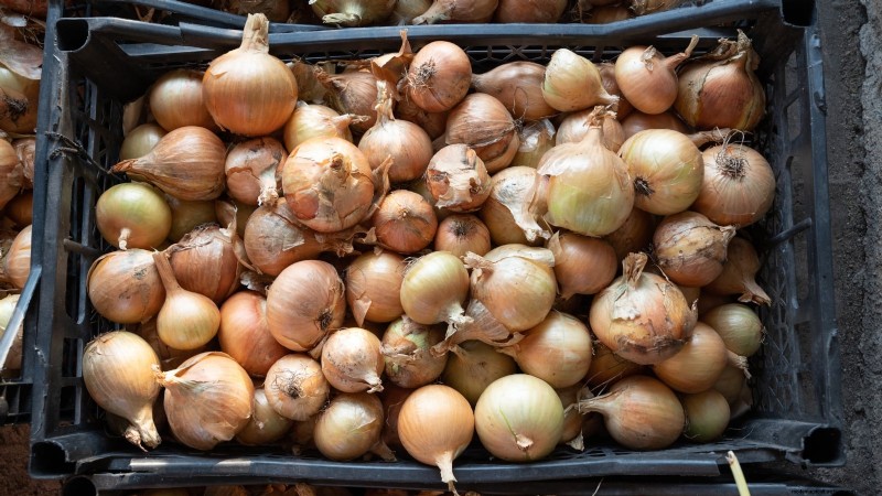 Harvesting Homegrown Onions: Timing, Techniques, and Storage Tips