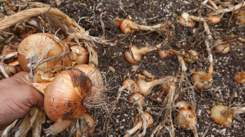 Harvesting Homegrown Onions: Timing, Techniques, and Storage Tips