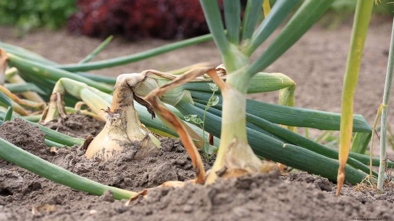 Harvesting Homegrown Onions: Timing, Techniques, and Storage Tips