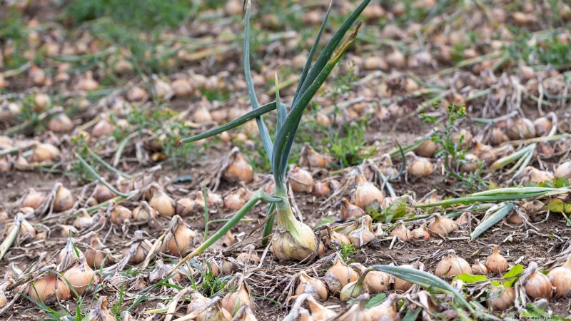 Harvesting Homegrown Onions: Timing, Techniques, and Storage Tips