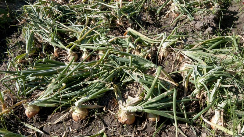 Harvesting Homegrown Onions: Timing, Techniques, and Storage Tips