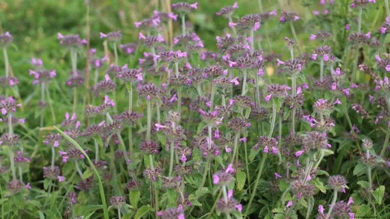 9 Native Herb Alternatives to Mint: Low‑Maintenance, Pollinator‑Friendly Plants