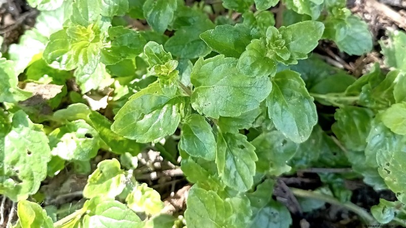 9 Native Herb Alternatives to Mint: Low‑Maintenance, Pollinator‑Friendly Plants