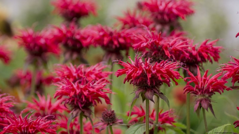 9 Native Herb Alternatives to Mint: Low‑Maintenance, Pollinator‑Friendly Plants
