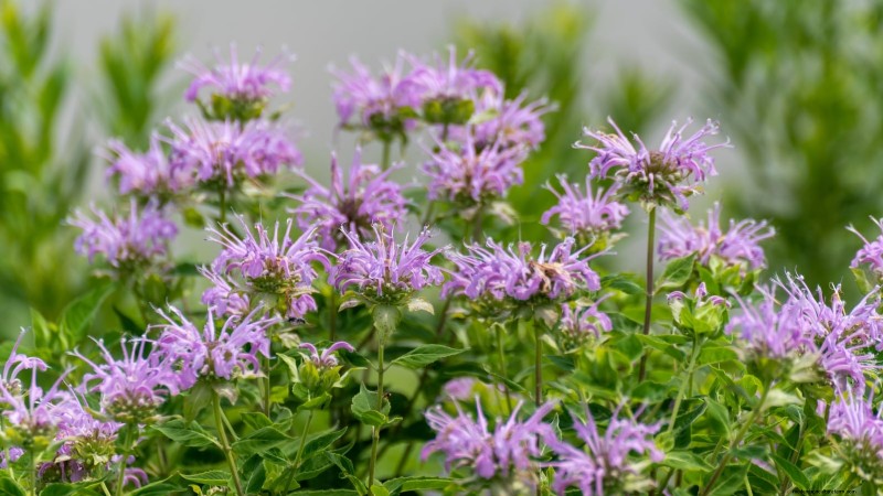 9 Native Herb Alternatives to Mint: Low‑Maintenance, Pollinator‑Friendly Plants