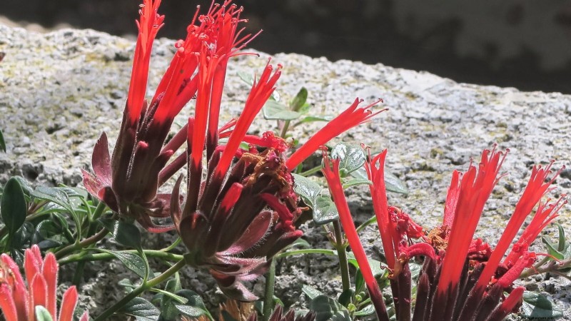 9 Native Herb Alternatives to Mint: Low‑Maintenance, Pollinator‑Friendly Plants