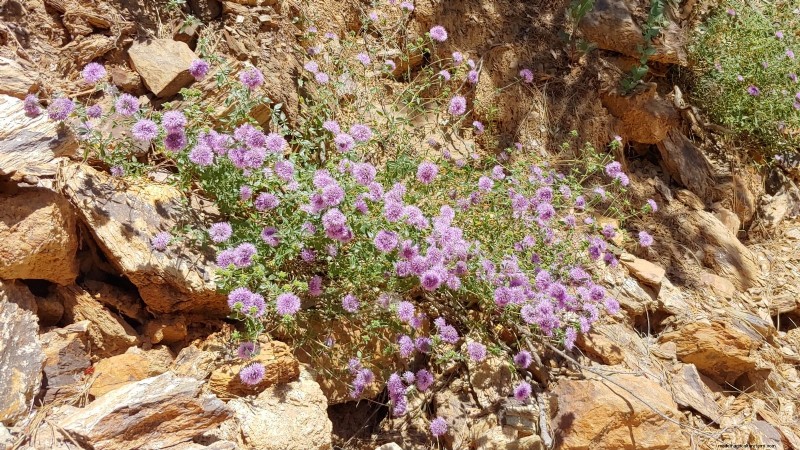 9 Native Herb Alternatives to Mint: Low‑Maintenance, Pollinator‑Friendly Plants