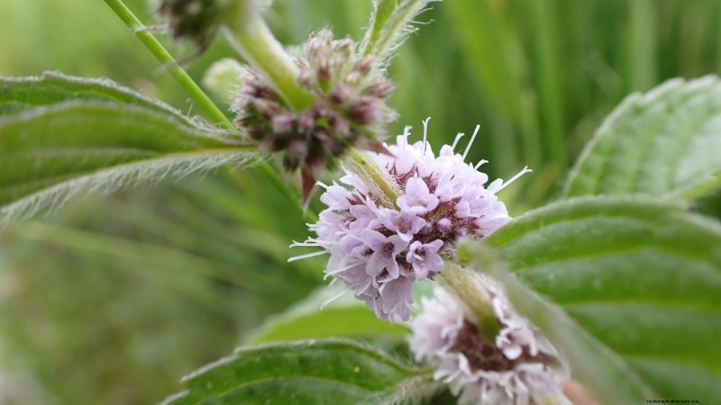 9 Native Herb Alternatives to Mint: Low‑Maintenance, Pollinator‑Friendly Plants