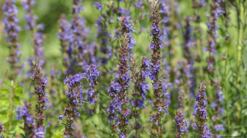 9 Native Herb Alternatives to Mint: Low‑Maintenance, Pollinator‑Friendly Plants