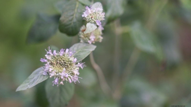 9 Native Herb Alternatives to Mint: Low‑Maintenance, Pollinator‑Friendly Plants